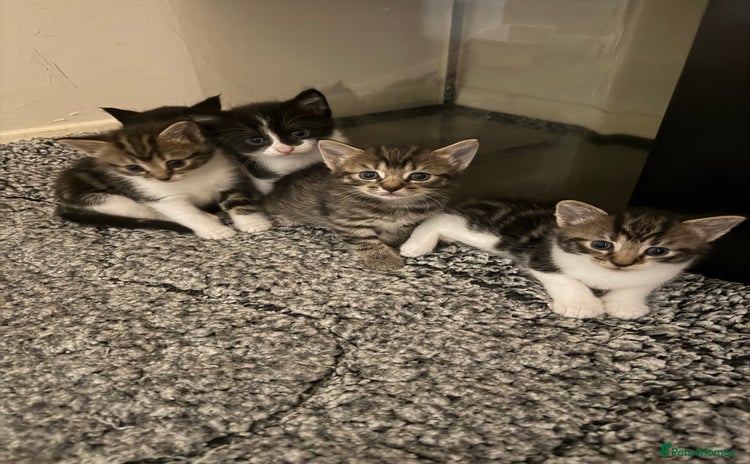 Domestic Shorthair cats - Advert 1