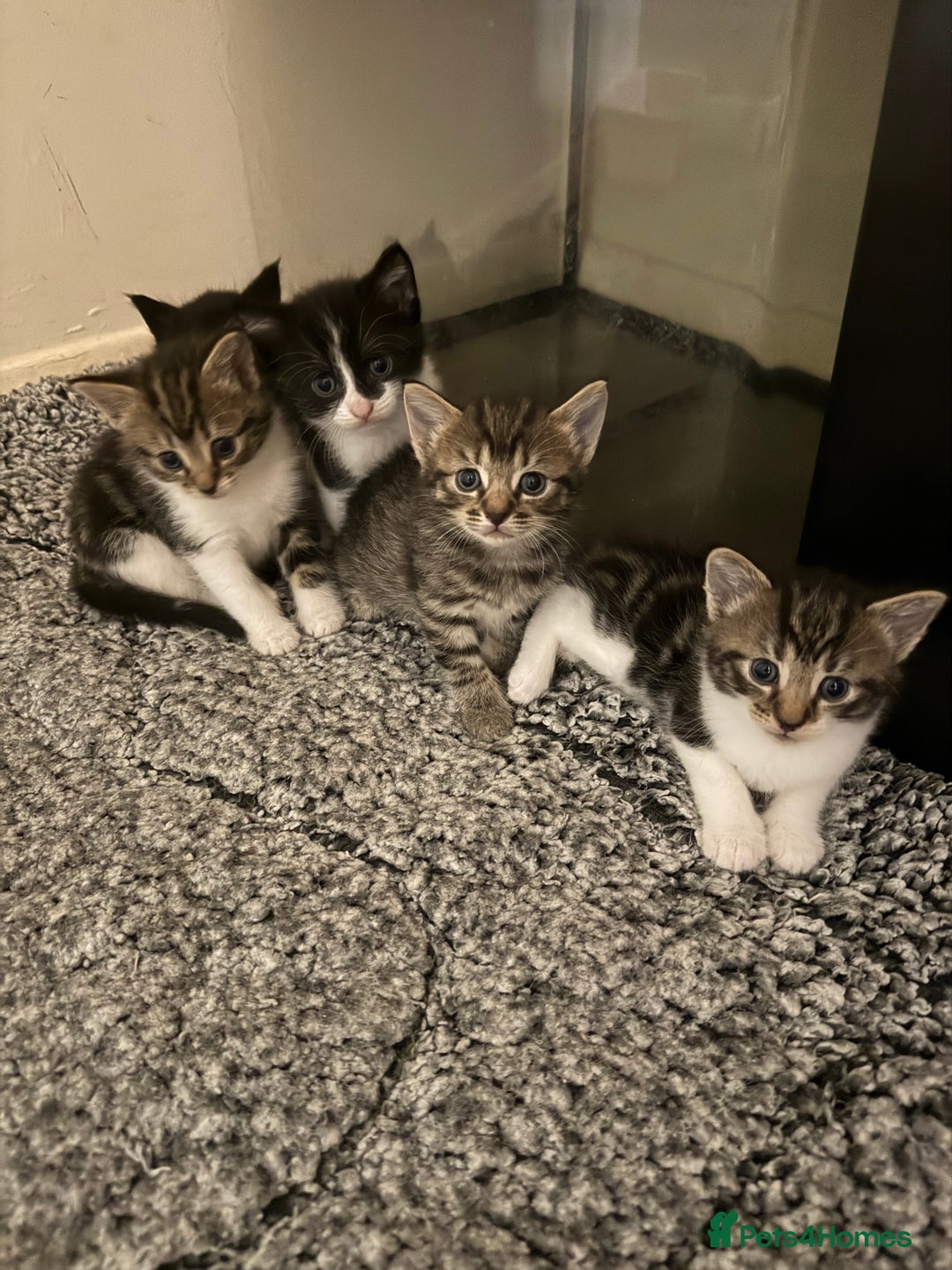 Domestic Shorthair cats for sale: 5 beautiful Domestic shorthair kittens - Image 1