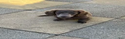Dachshund dogs for sale: Miniature isabella and tan dachshunds £900-£1100 - Advert 9