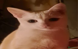 European cats for sale: White kitten - boy in Birmingham - Image 4