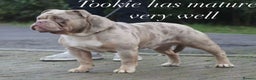 Olde English Bulldogge dogs for stud: Olde English bulldog stud  - Advert 1