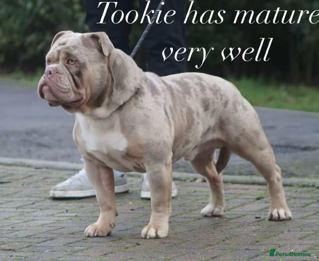 Olde English Bulldogge dogs for stud: Olde English bulldog stud  - Advert 1