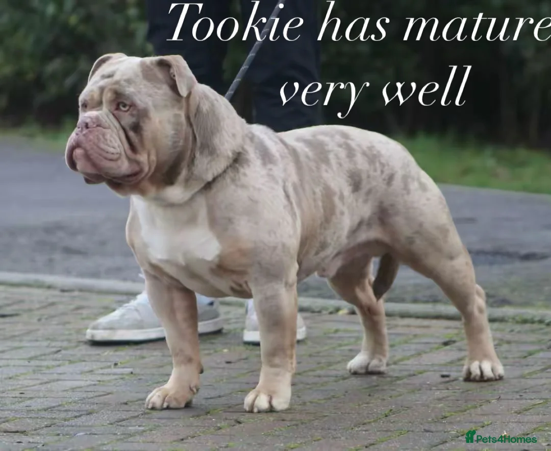 Olde English Bulldogge dogs for stud: Olde English bulldog stud  - Advert 1