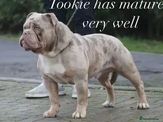 Olde English Bulldogge dogs Olde English bulldog stud - Advert 3