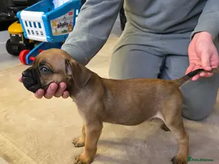 Cane Corso dogs ***LAST 2 LEFT*** ICF/ICCF Champion 6th GENERATIOn - Advert 18