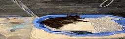 Maine Coon cats for sale: BespokeCoons Maine Coon Kittens – Deposits Open! ❤ - Advert 6