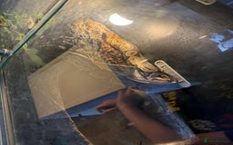Gouramis fish for sale: 3 ball pythons  in Sutton-in-Ashfield - Image 7