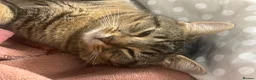 Mixed Breed cats for sale: Male mixed breed 10 months old Male  - Advert 3