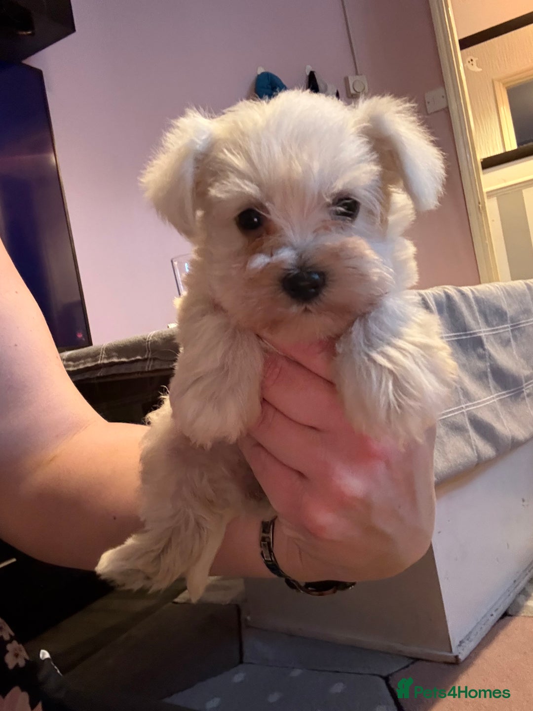 Miniature Schnauzer dogs for sale: Miniature schnauzer girl puppy available - Advert 2