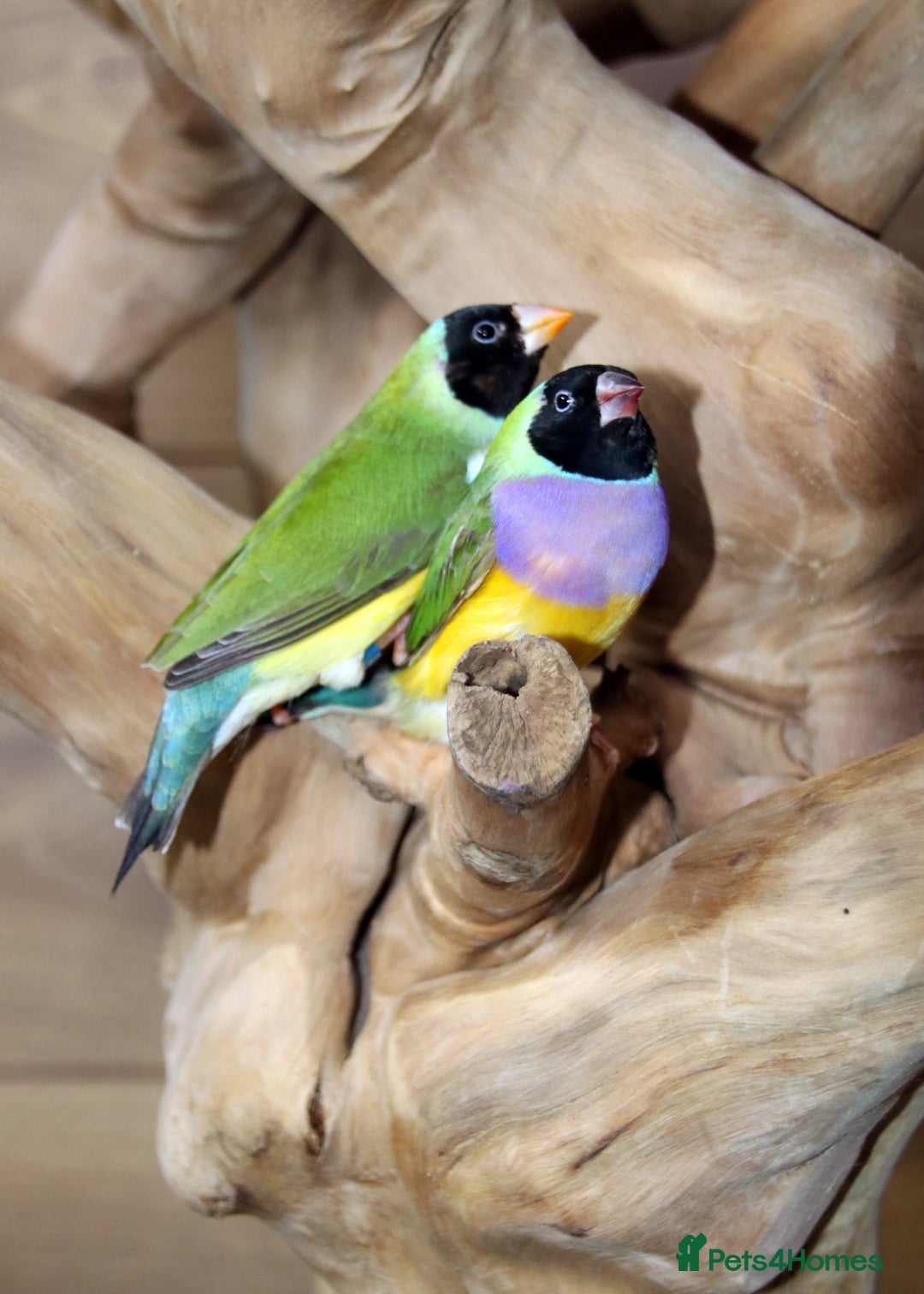 Parrots birds for sale: Talking Parrot and bird Available - Advert 17