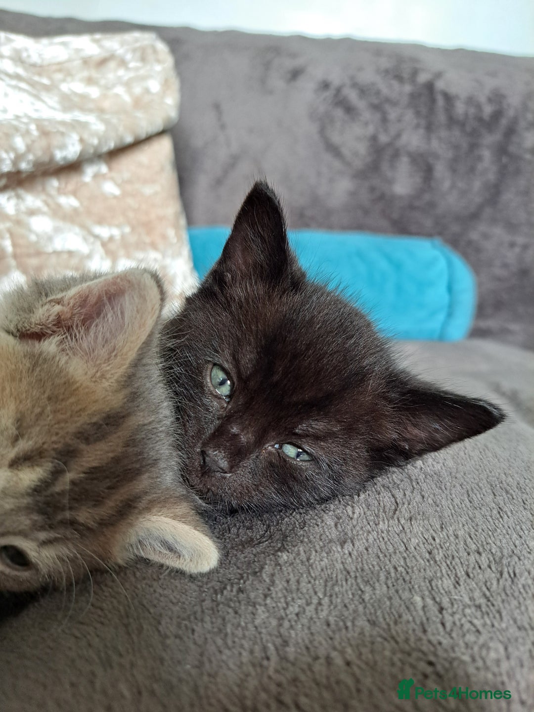 British Shorthair cats for sale: 3 gorgeous boy kittens - Image 8