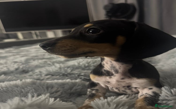 Miniature Dachshund dogs Four beautiful miniature dachshund girls - Advert 2