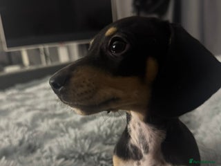 Miniature Dachshund dogs Four beautiful miniature dachshund girls - Advert 7