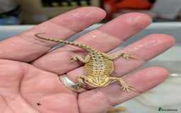 Bearded Dragon reptiles for sale: 50% red monster bearded dragons  - Image 14