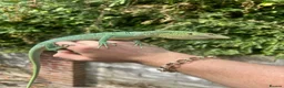 Monitor reptiles for sale: Varanus Prasinus PAIR (Emerald Tree monitors) - Advert 3