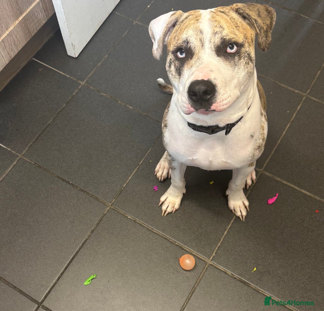 American Bulldog dogs for sale: 1 year old American bulldog  - Advert 3