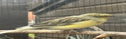 Canaries birds for sale:   Gloster canaries in Bridgnorth - Advert 1