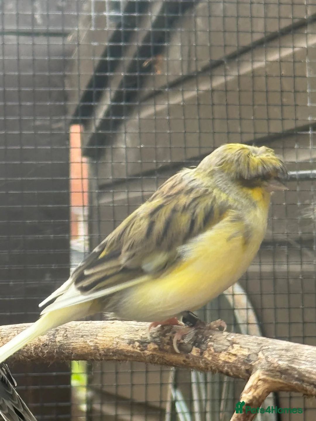 Canaries birds for sale:   Gloster canaries in Bridgnorth - Advert 1