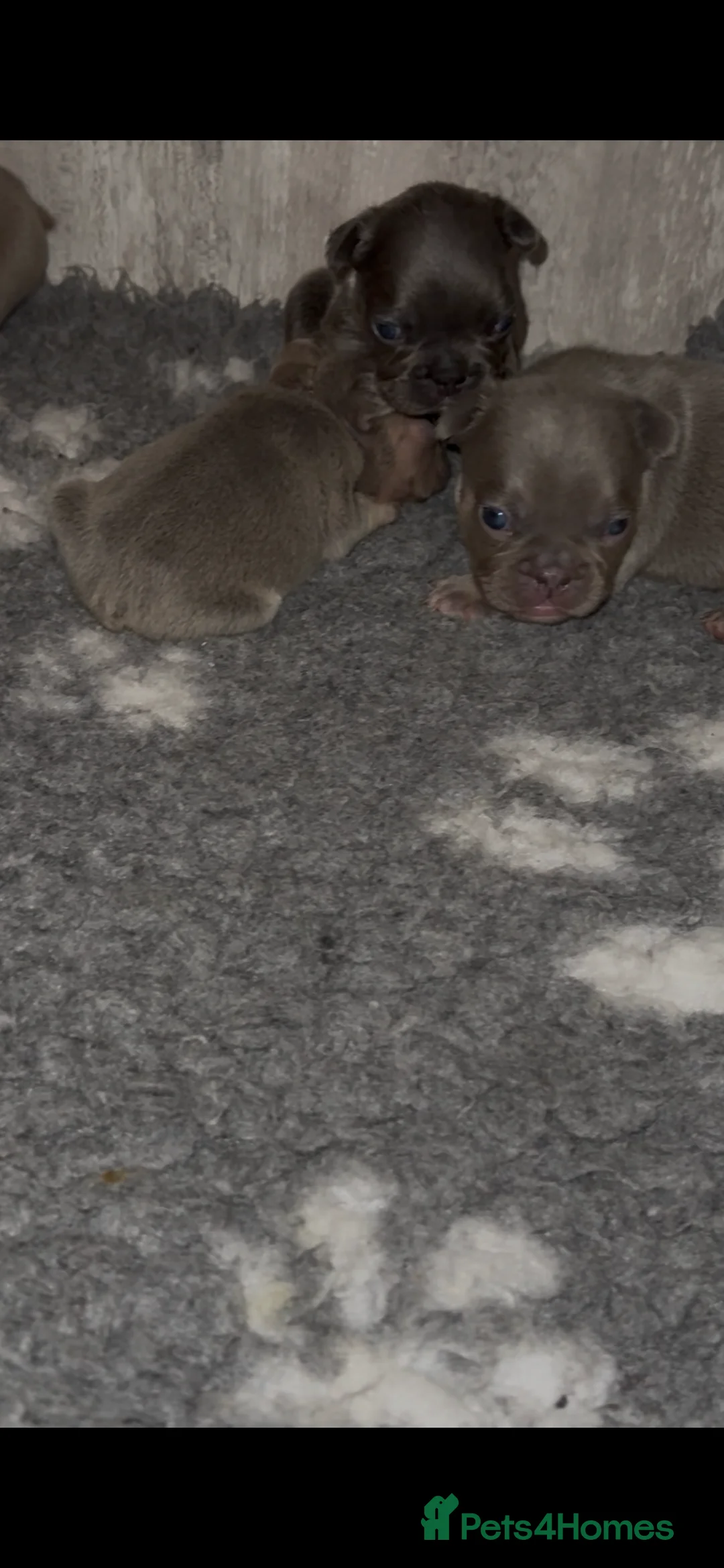 French Bulldog dogs for sale: ⭐️Gorgeous French Bulldog Puppies⭐️ - Advert 7