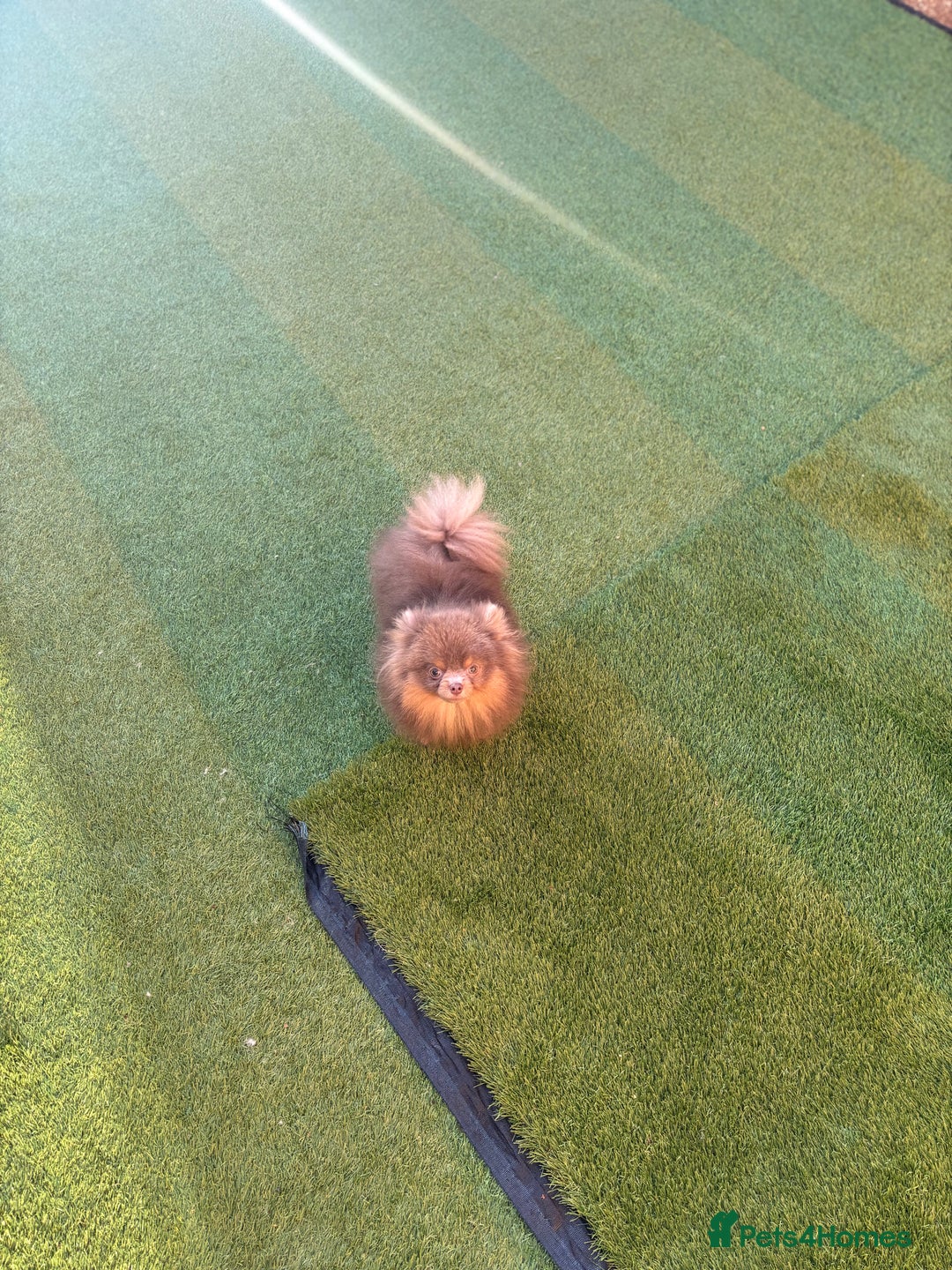 Pomeranian dogs for stud: 1.6kgPuppysize teddybear lilac and tan Pomeranian  - Advert 7