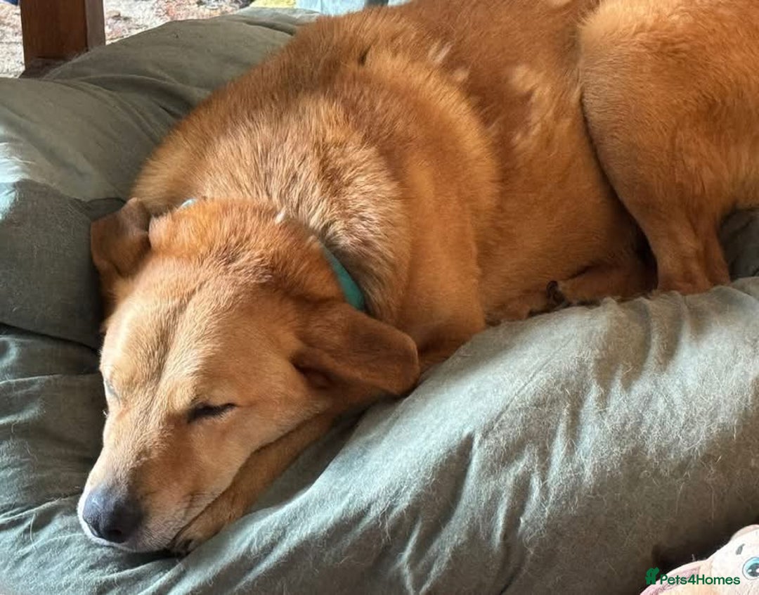 Mixed Breed dogs for adoption: ALBER - Complex but loving lad  - Image 4