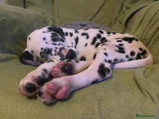 Dalmatian dogs Dalmation Puppies - Advert 3