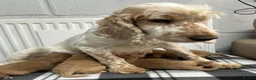 Cockapoo dogs for sale: 🌟 Gorgeous F1 Cockapoo puppies 🌟 - Advert 7
