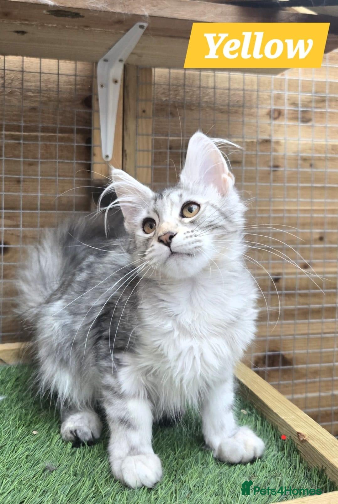 Maine Coon cats Maine Coon Kittens 🌟Tica Registered  - Advert 11