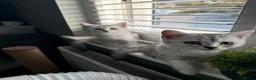 British Shorthair cats for sale: *Ready* 2 White & Grey British Short Hair Kittens  - Advert 3