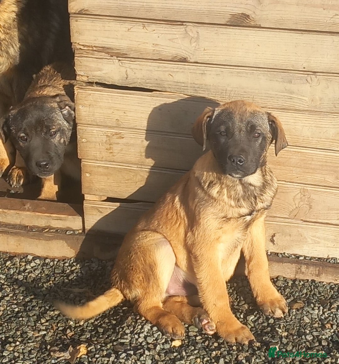 Mixed Breed dogs for sale: Cane corso x german shepherd puppies - Advert 5