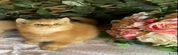 British Longhair cats for sale: British long and shorthair kittens  - Advert 16