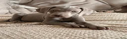 Weimaraner dogs for sale: Beautiful KC reg Weimaraner’s forever homes req - Advert 30