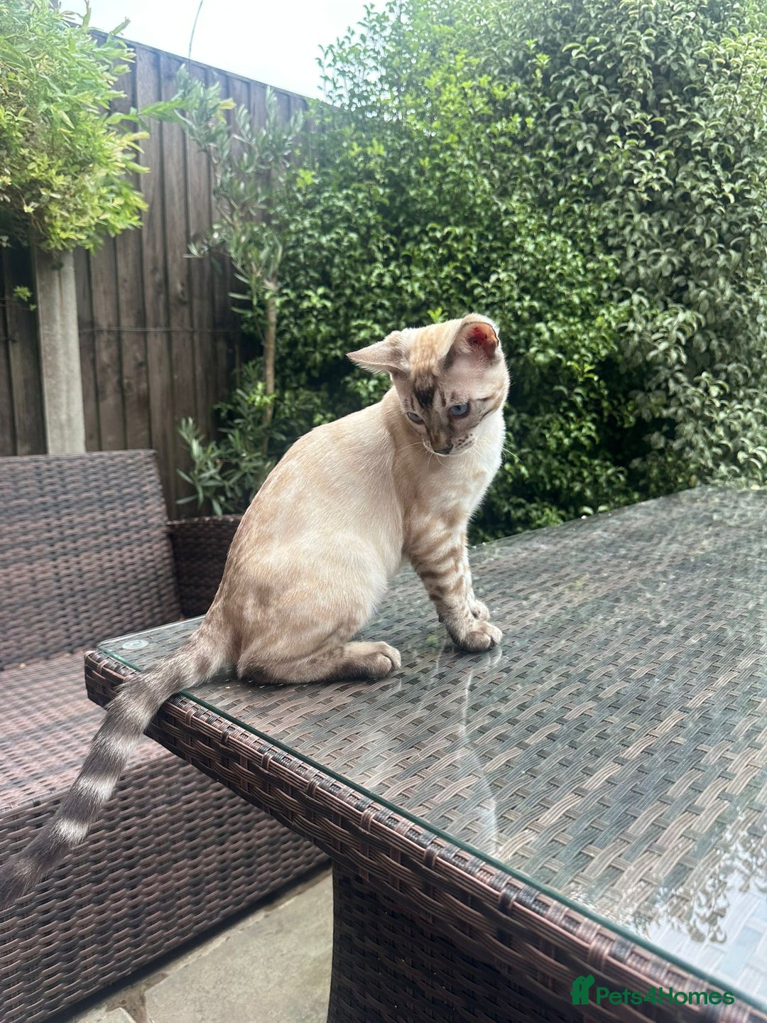 Bengal cats for sale: Bengal kitten (Tica Registered) - Image 8