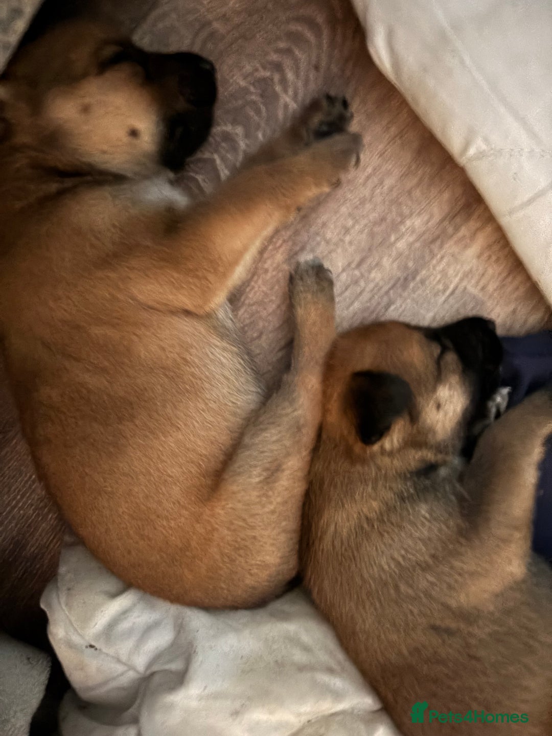 Mixed Breed dogs for sale: German shepherd x whippet  - Image 2