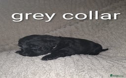 Miniature Schnauzer dogs for sale: 5 female miniature schnauzers - Image 17