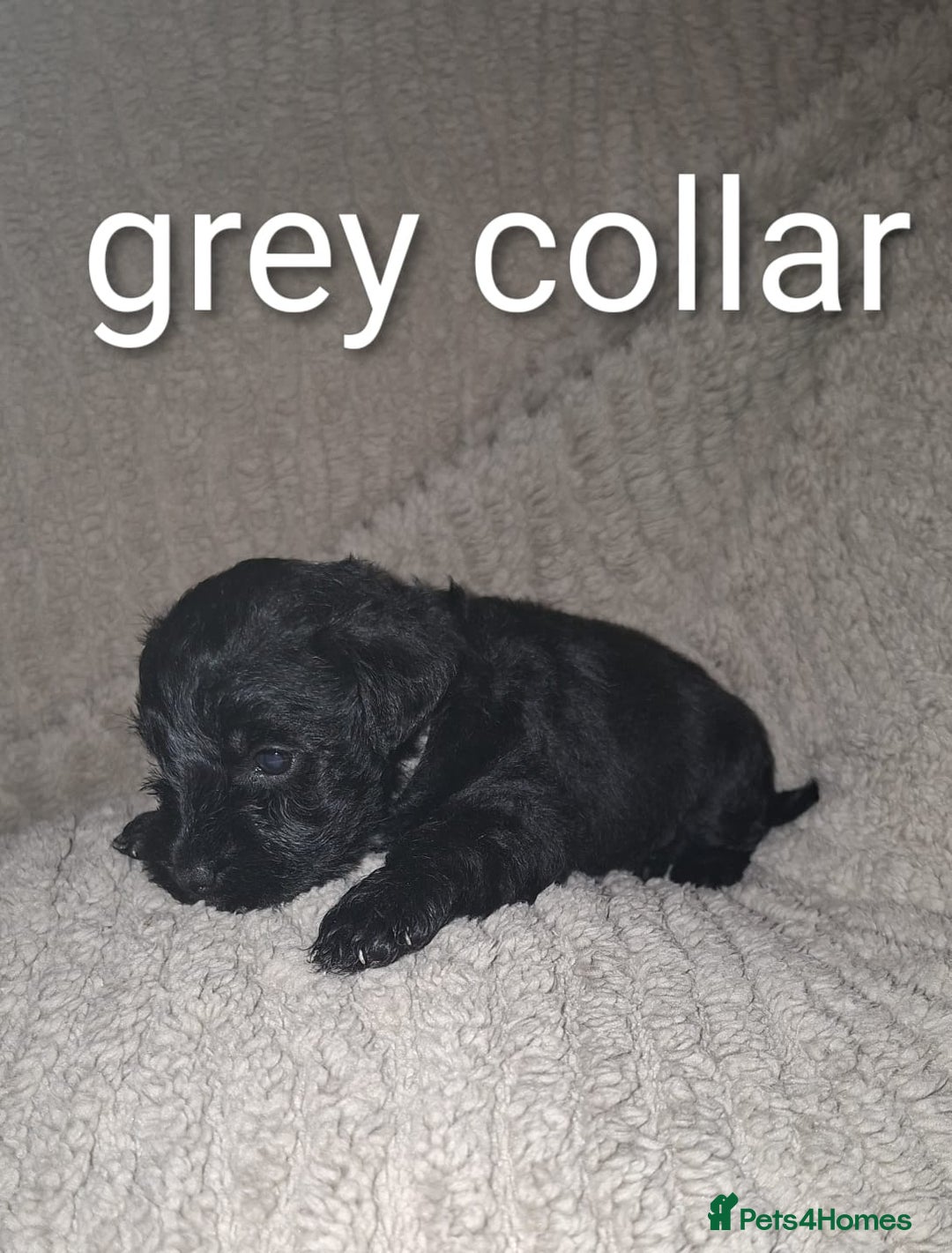 Miniature Schnauzer dogs for sale: 5 female miniature schnauzers - Image 17