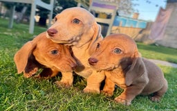 Miniature Dachshund dogs for sale: Stunning miniature dash’s  - Image 3