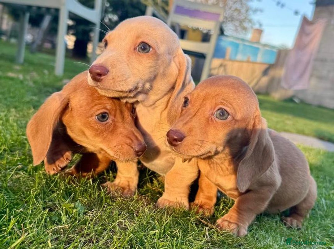 Miniature Dachshund dogs for sale: Stunning miniature dash’s  - Image 3