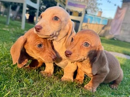 Miniature Dachshund dogs - Advert 10