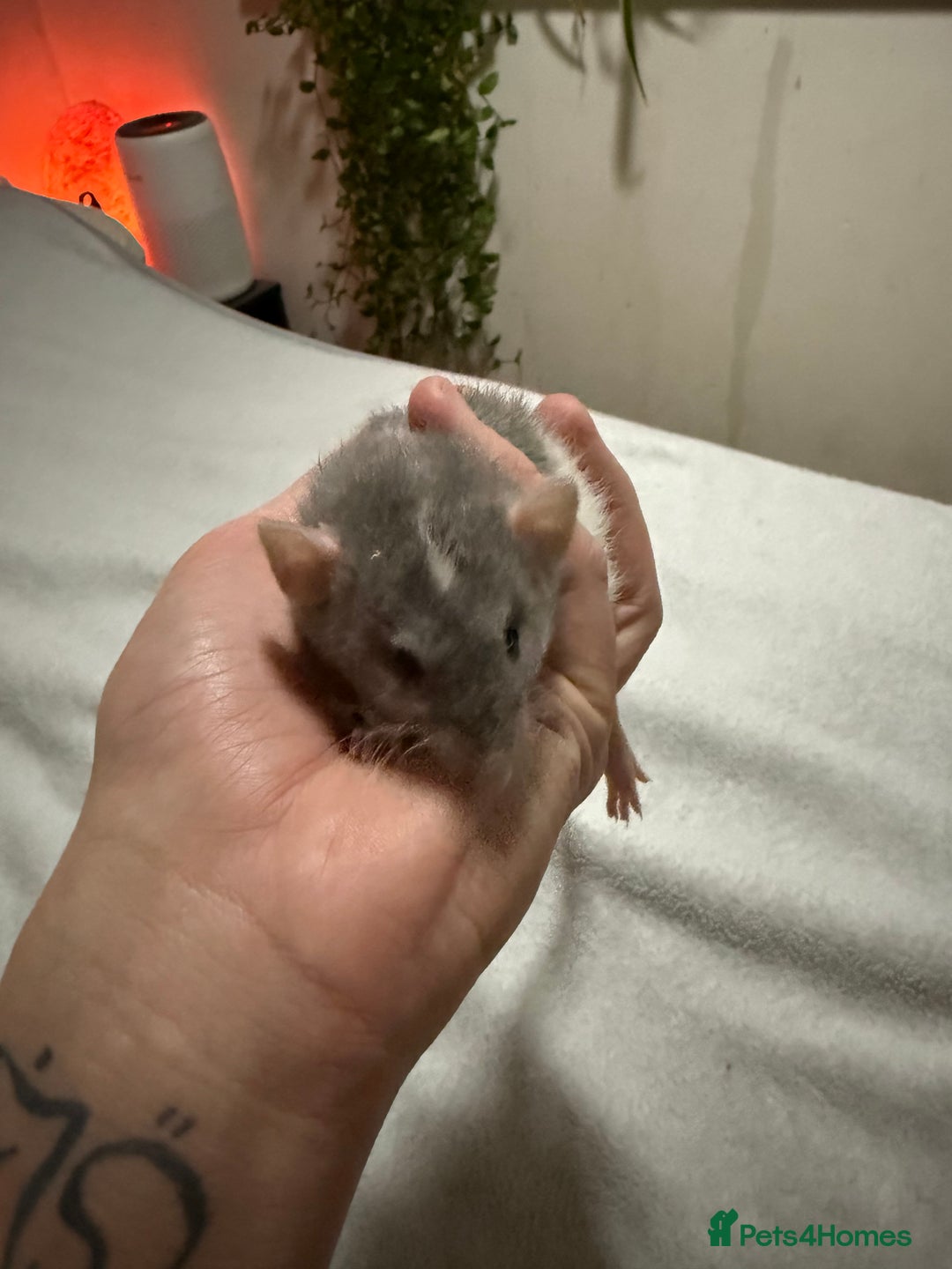 Rat rodents for sale: 4 male jumbo rats  - Advert 4