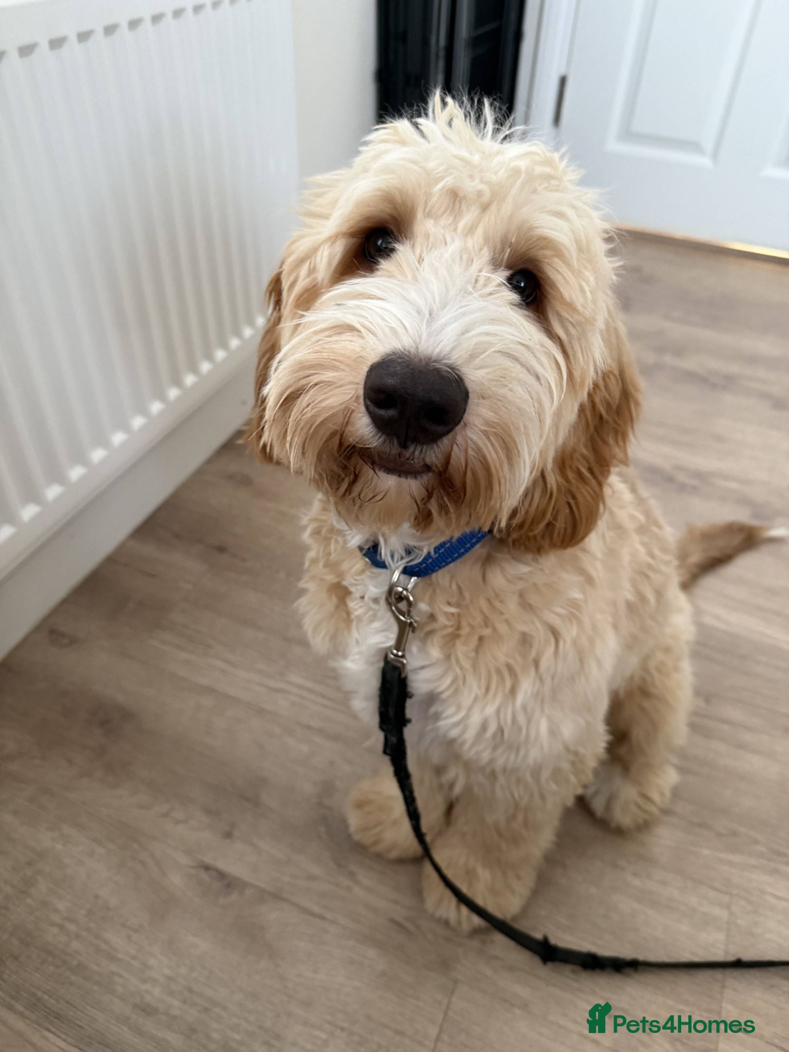 Mixed Breed dogs 6 Month - Australian Labradoodle × Cocker Spaniel - Advert 12