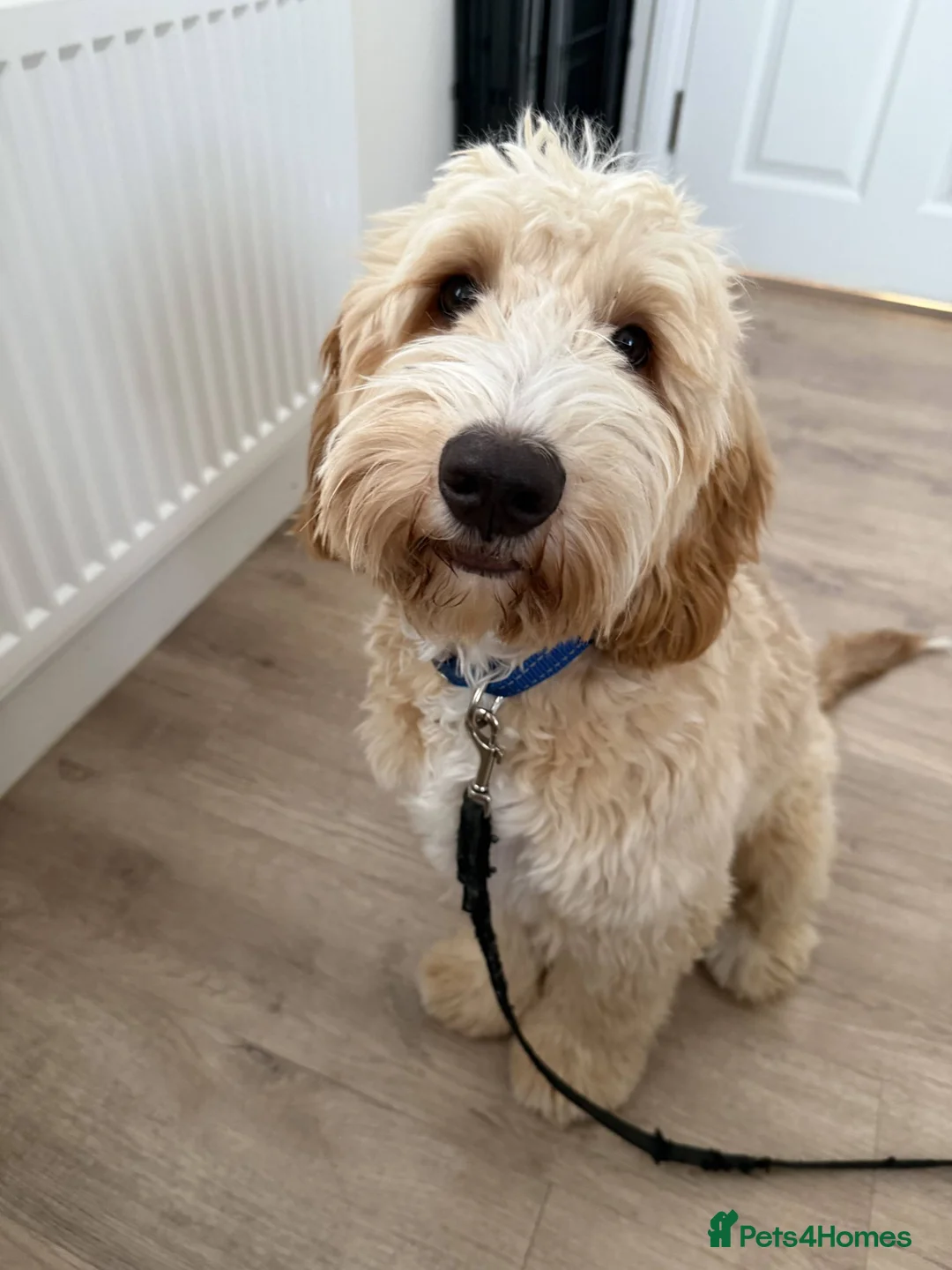 Mixed Breed dogs for sale: 6 Month - Australian Labradoodle × Cocker Spaniel - Advert 1