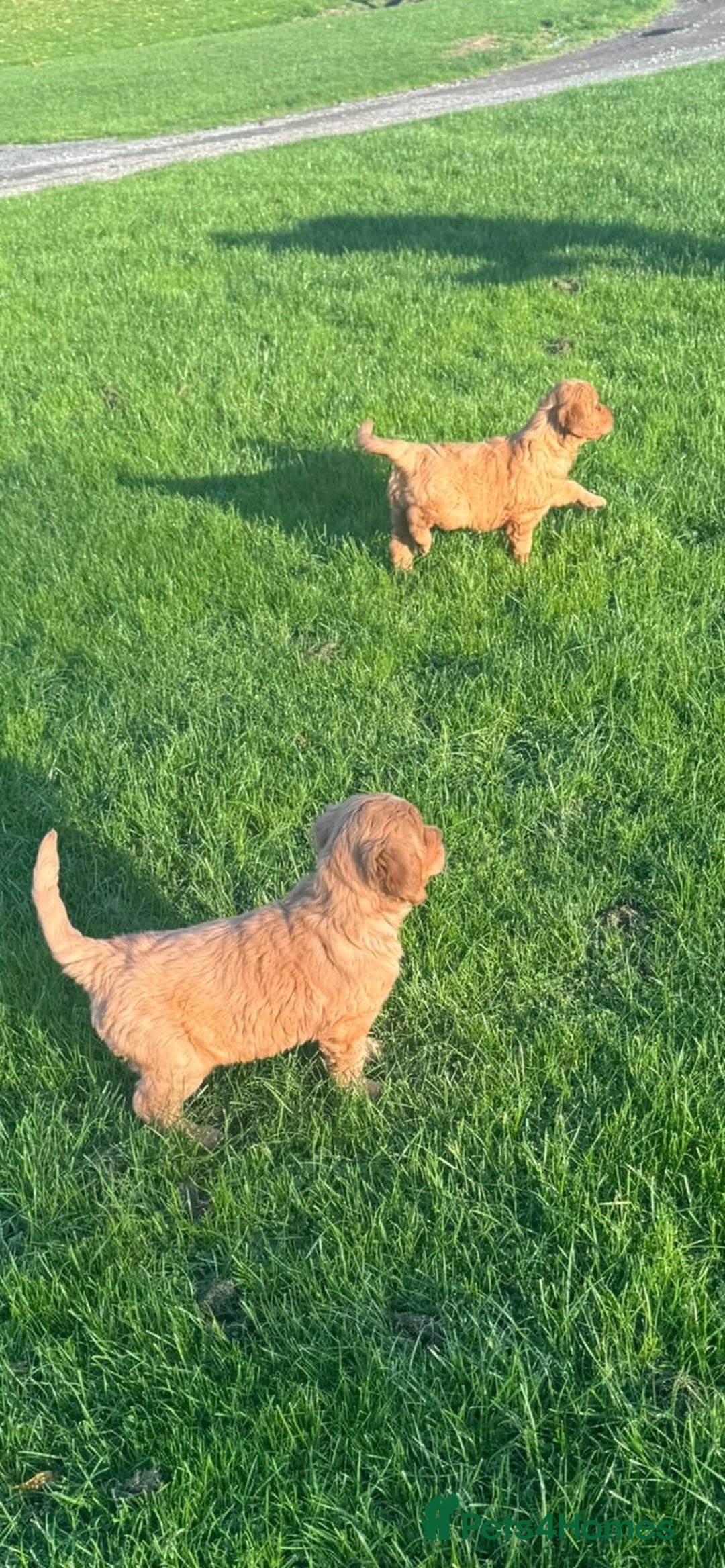 Golden Retriever dogs for sale: KC Registered Golden Retriever Puppies - Image 5