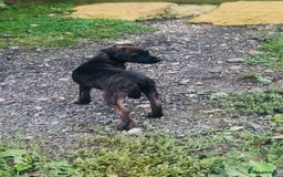 Jack Russell dogs for sale: Black Brindle Jack Russell. Price reduced !  - Image 2