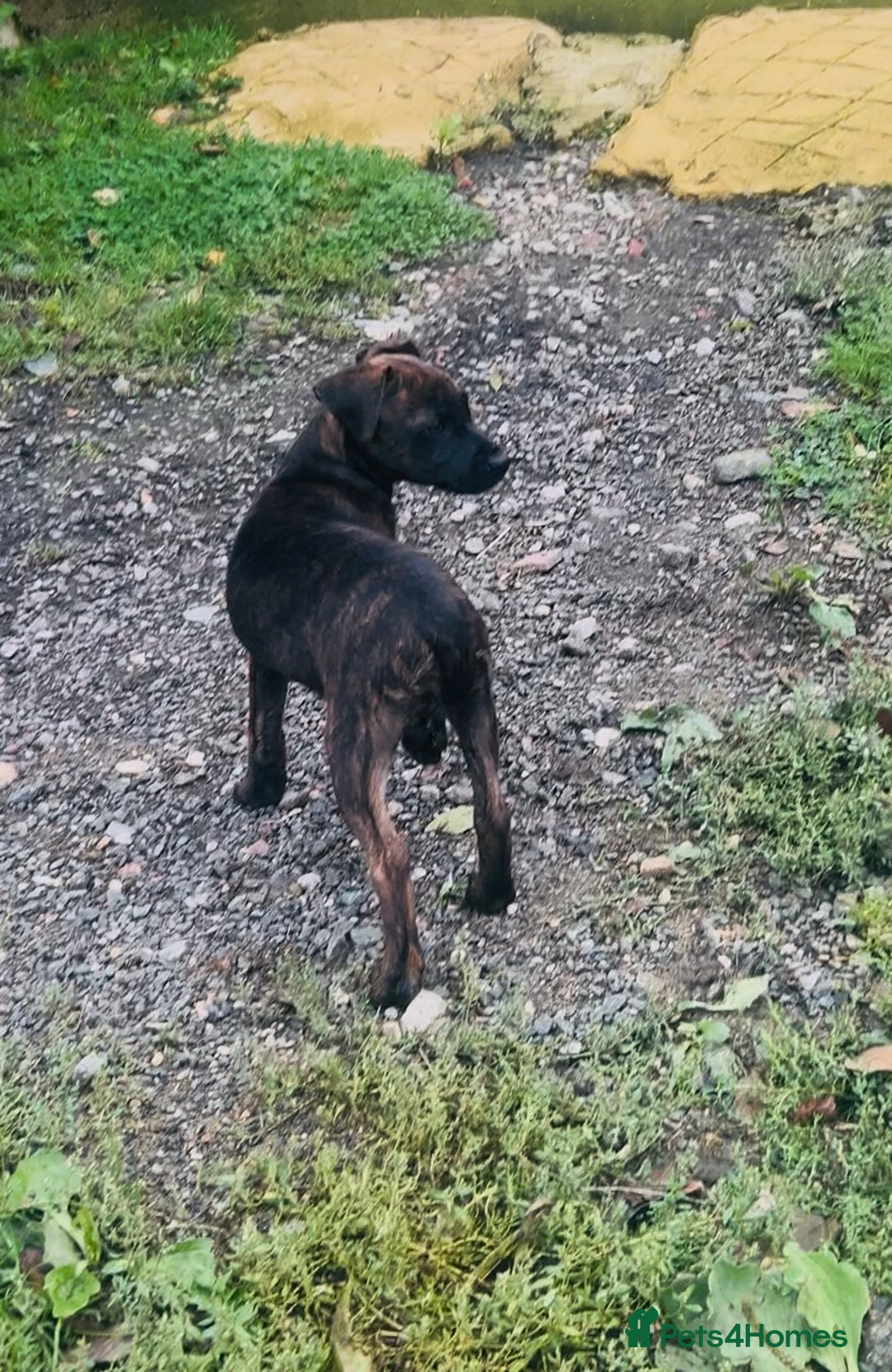 Jack Russell dogs for sale: Black Brindle Jack Russell. Price reduced !  - Image 2