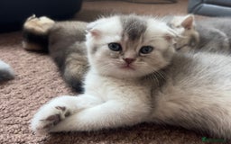 Scottish Fold cats for sale: Lovely kittens looking for new family  - Image 4