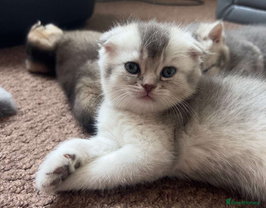 Scottish Fold cats for sale: Lovely kittens looking for new family  - Image 4