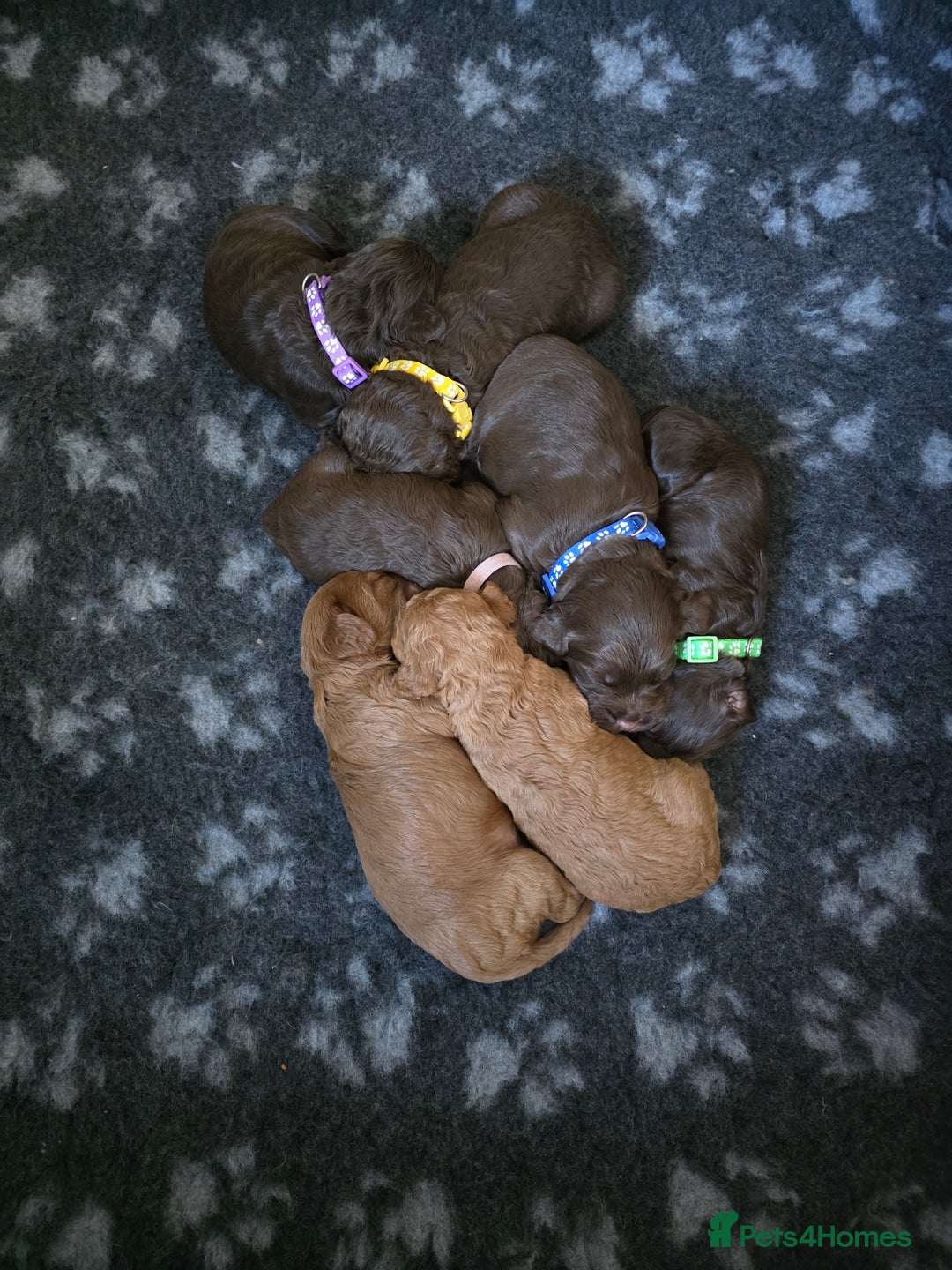 Cockapoo dogs for sale: Adorable F2b Cockapoo Puppies – Ready to Reserve  - Image 17