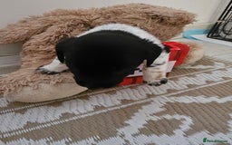 Mixed Breed dogs for sale: Small breed puppies Isle Of Anglesey - Image 2