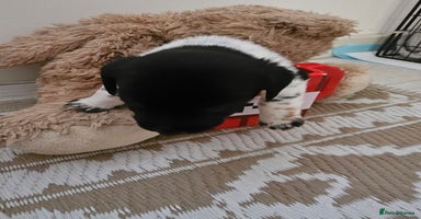 Mixed Breed dogs - Advert 2